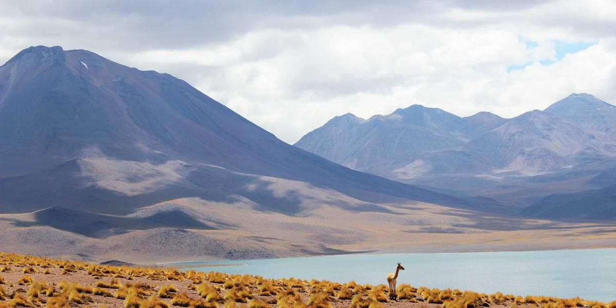 AI 셰프, 당신의 냉장고를 분석해 오늘의 레시피를 추천합니다