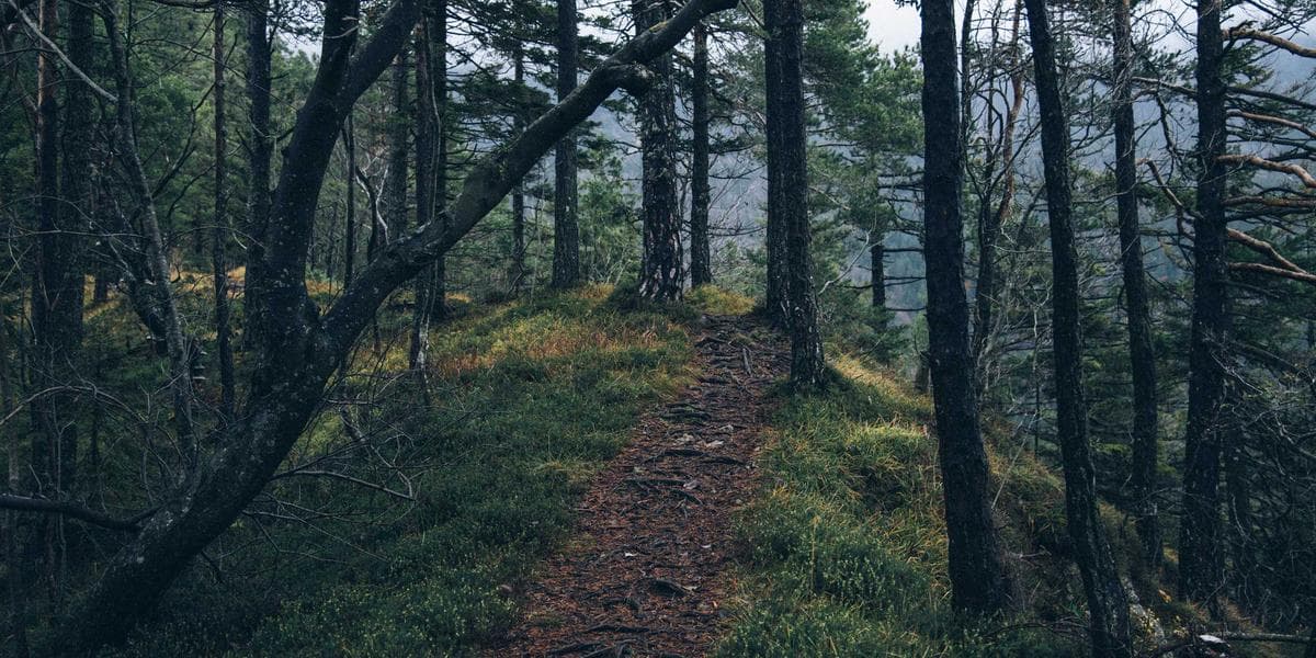 집에서 익힌 AI, 직장에선 규제를 원한다