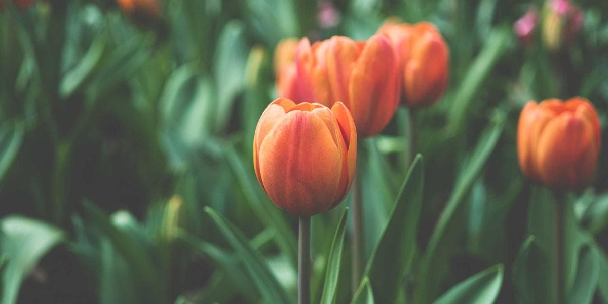 게르트 팔팅스, 독일 최초 아벨상 수상자 되다