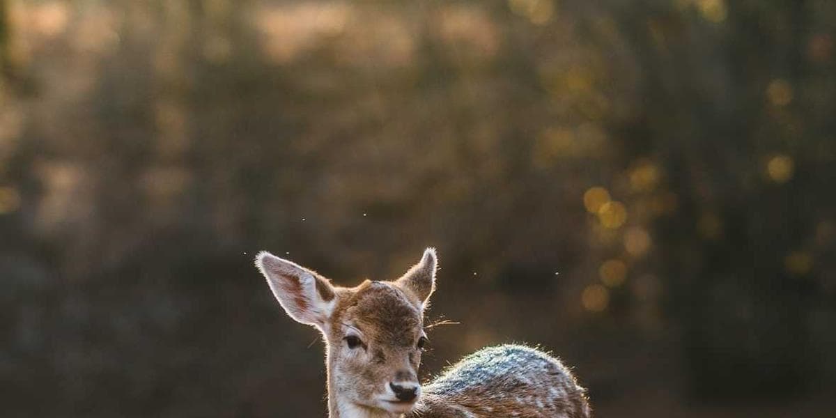토트넘 손흥민, EPL 통산 150골 돌파…아시아 선수 최초 기록