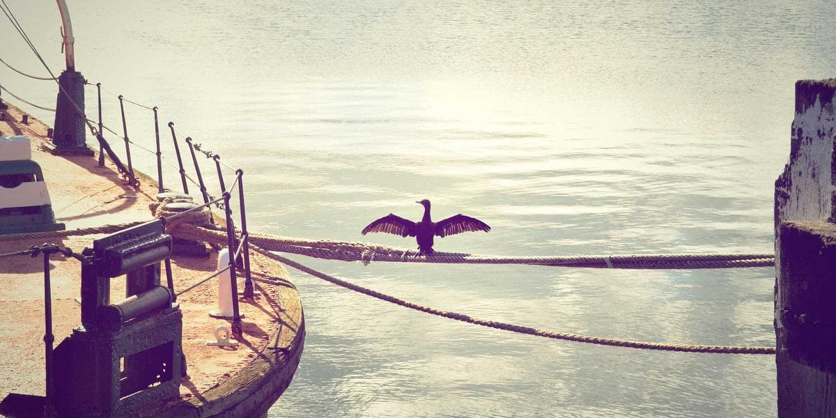 사우디아라비아는 왜 스포츠에 수십억 달러를 쏟아붓는가