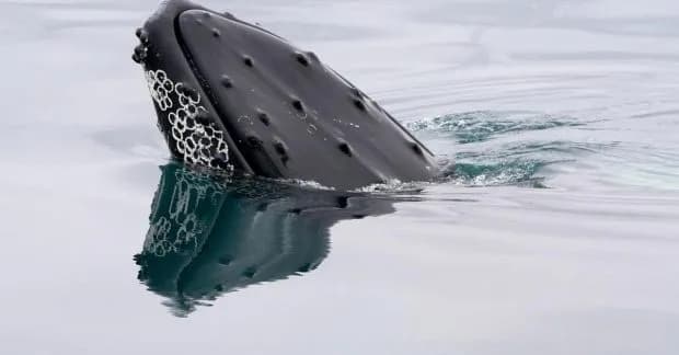 고래 소변이 해양 생태계를 살린다
