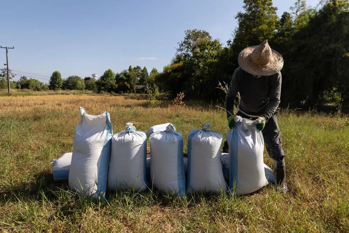 이란 전쟁발 식량 충격, 아시아 쌀값 2년 만에 최대 폭등