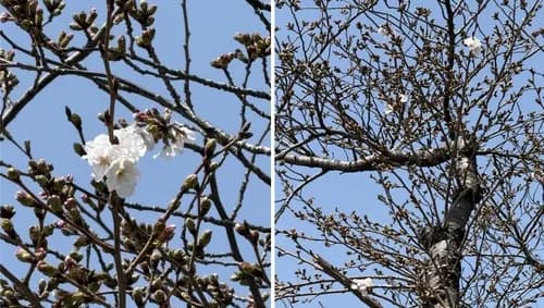 제주 벚꽃, 평년보다 3일 늦게 개화…주말 축제 시작