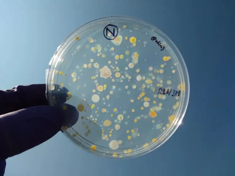 합성 '거울 생명체', 지구 모든 생명 면역 체계를 동시에 무력화할 수 있다