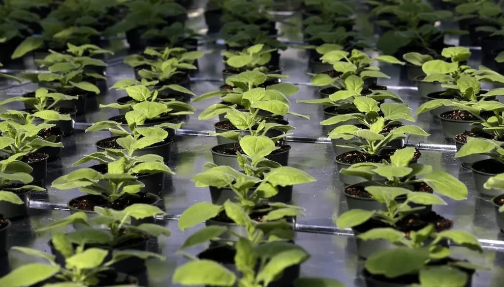 You can’t get vaccinated from food. But here’s how plant science is helping vaccine research