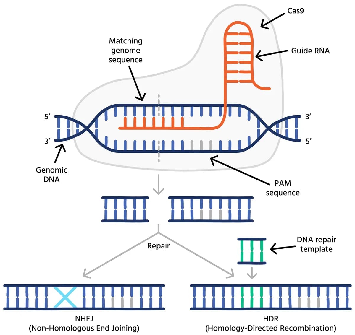 CRISPR 효소 ThermoCas9, 암세포만 골라 편집…정상 세포는 그대로