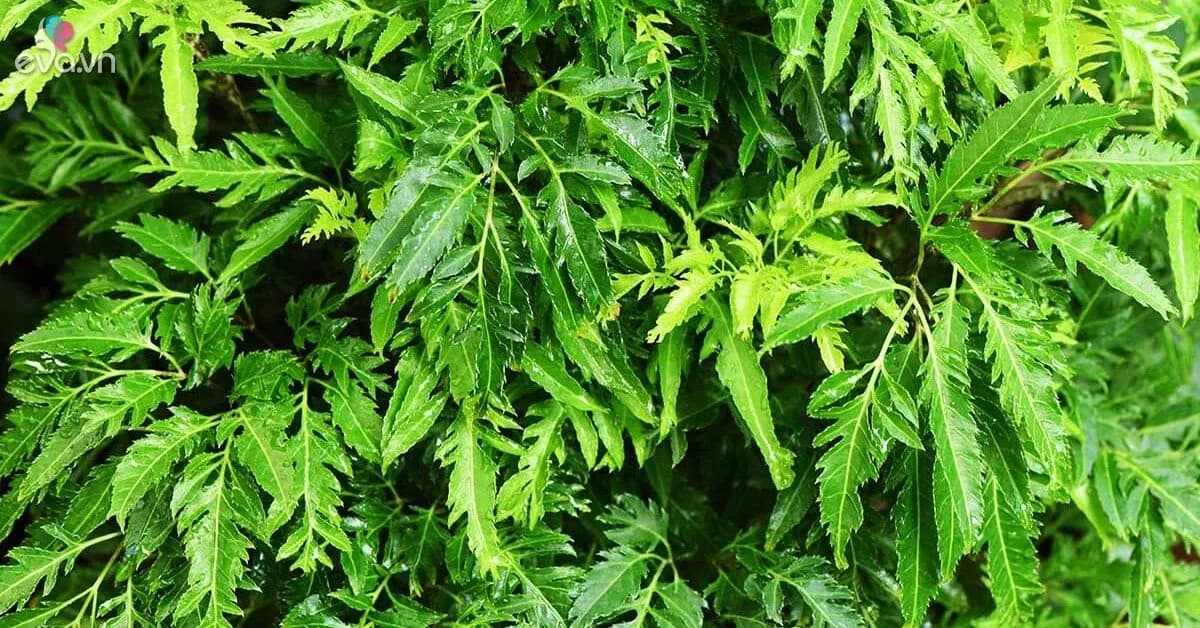 đinh lăng, loại rau được ví như nhân sâm của người Việt