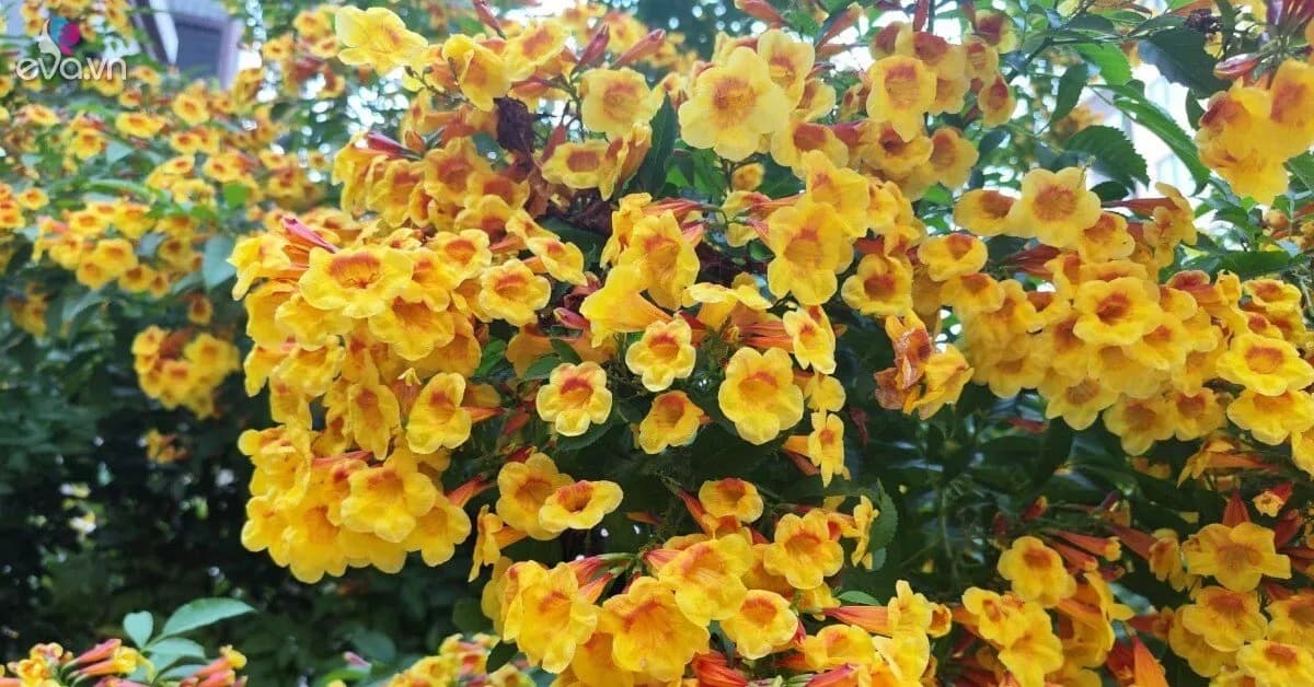 연중 수백 송이 피는 오렌지 벨플라워, 행운 부르는 정원 식물로 각광