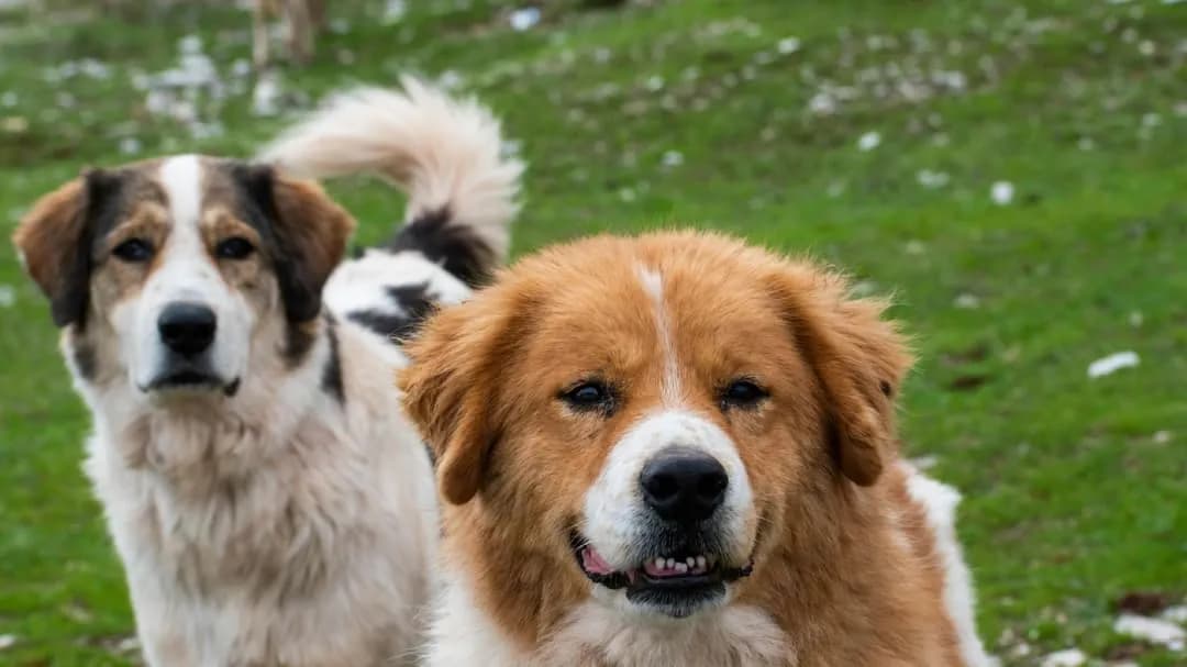 뷔, 가족 이야기 공개하며 '성장 배경' 논란 촉발