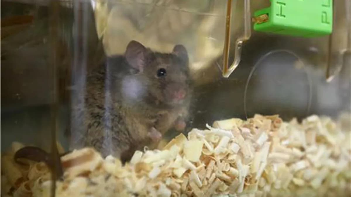 산소 농도가 사지 재생의 열쇠? 생쥐 배아 실험으로 규명